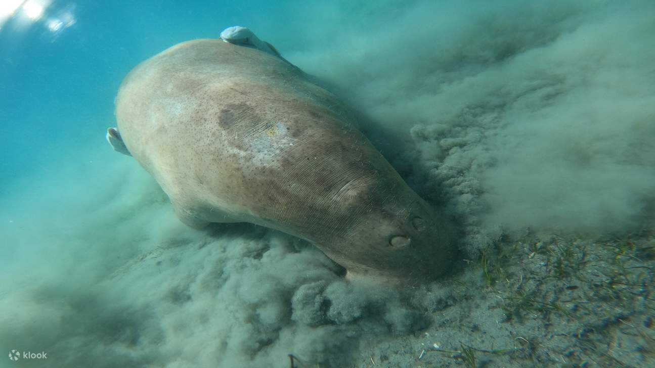 Snorkeling With Dugong Marsa Mubarak boat trip with lunch 