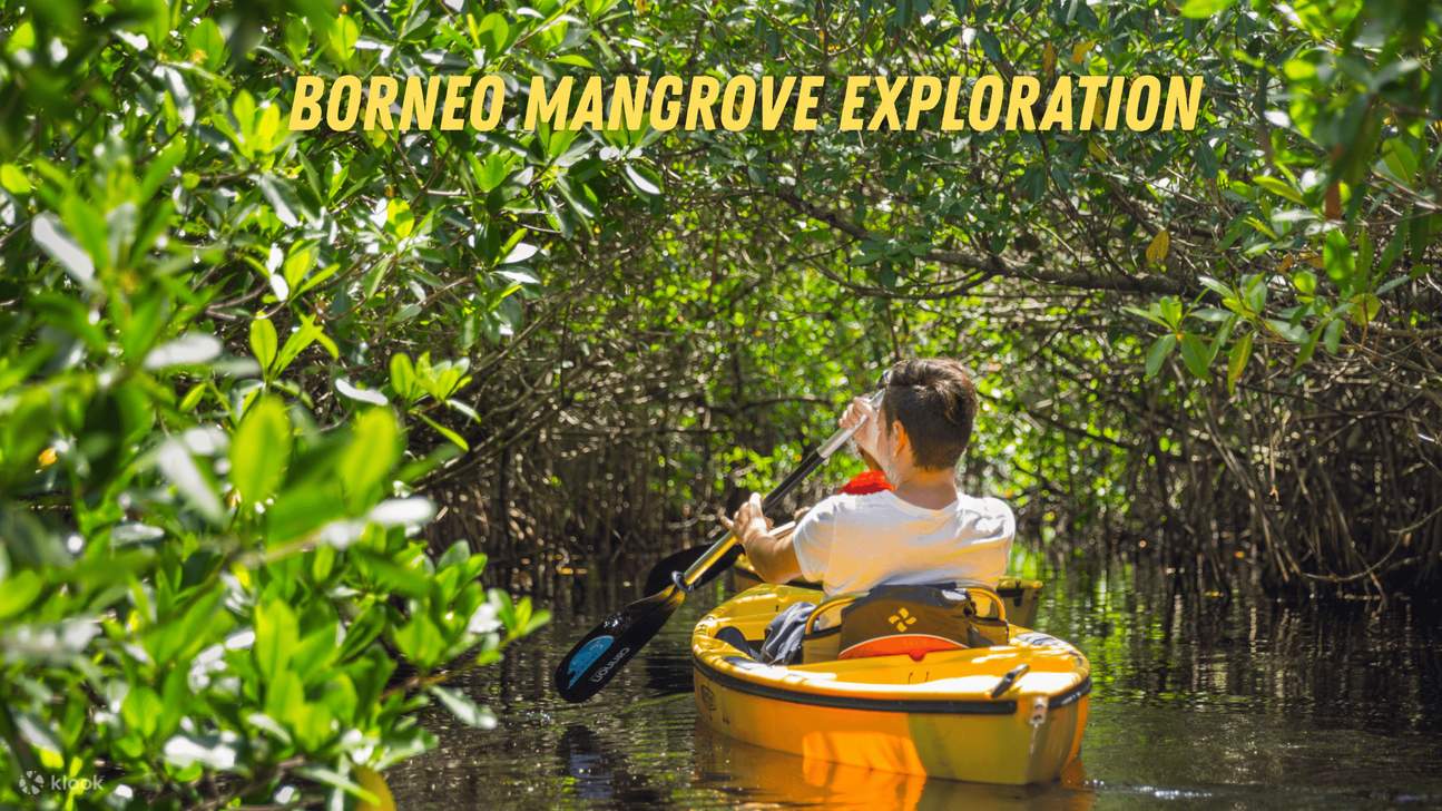 Tour guidato in kayak attraverso le mangrovie del Borneo