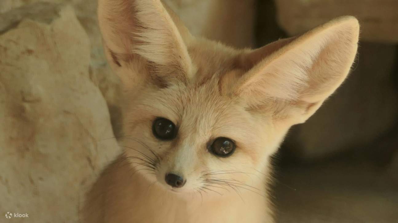 近距離接觸塞內加爾鸚鵡和白喉巨蜥等珍稀動物