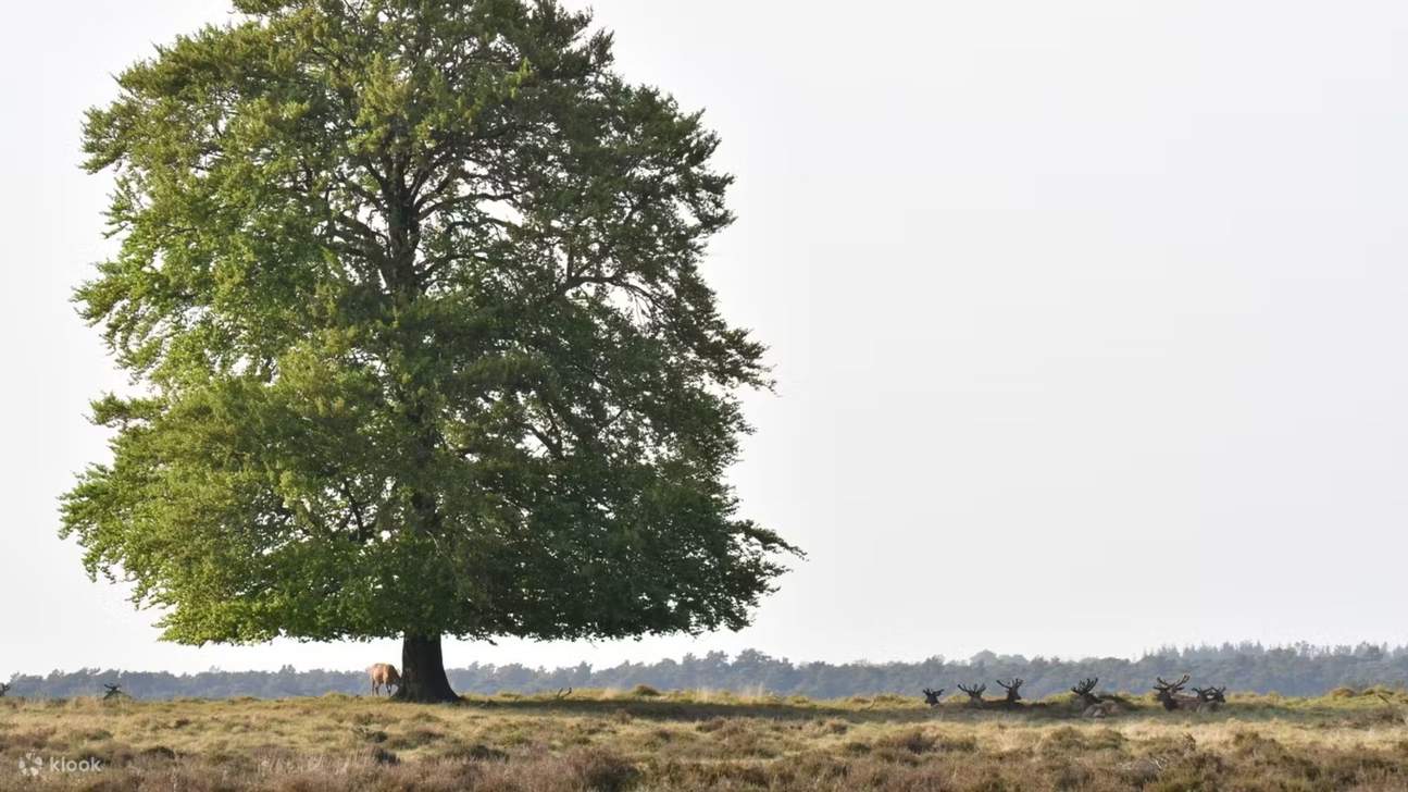 Vé Công viên Quốc gia De Hoge Veluwe ở Otterlo