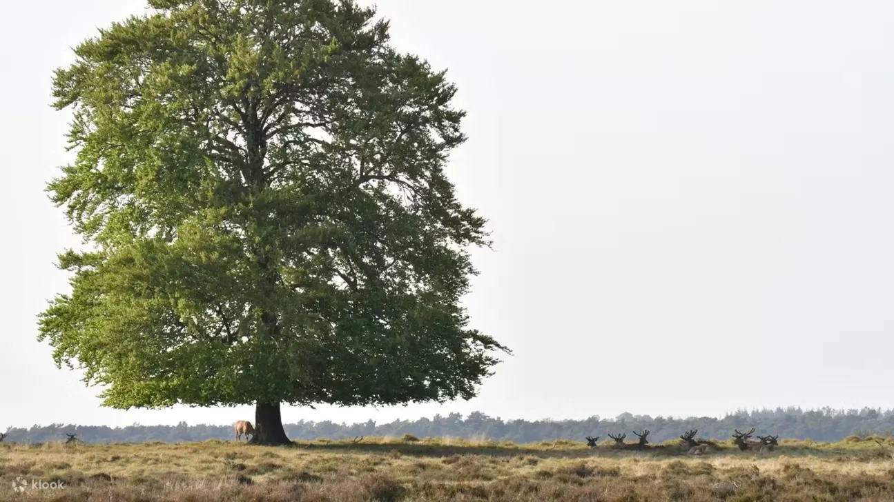 奥特洛梵高国家森林公园门票