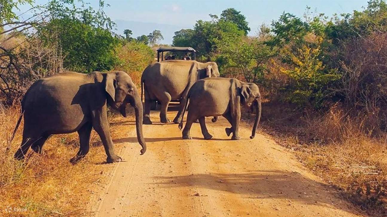 Troupeau d'éléphants le long de la route
