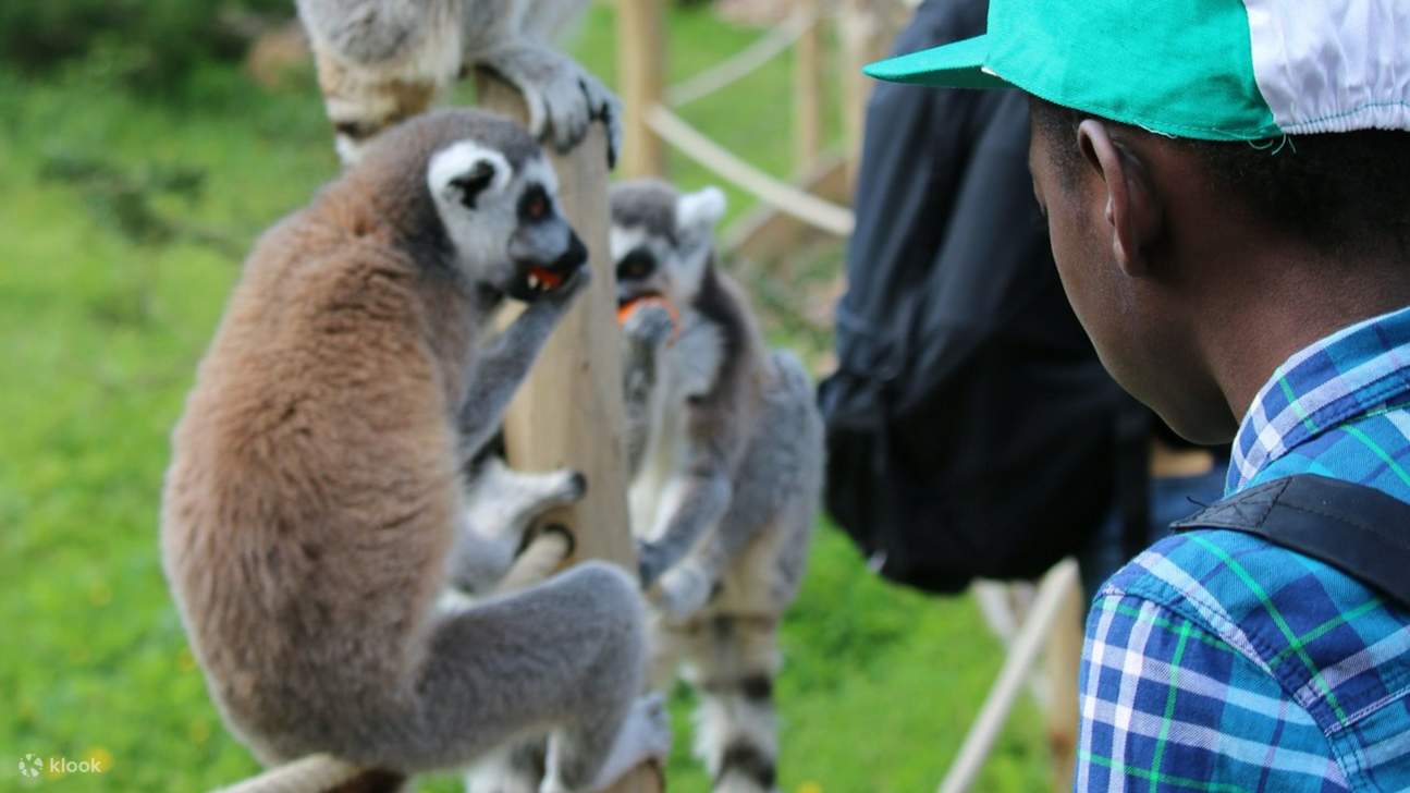 Marvel at the lush greenery while crossing suspension bridges on an adventurous walking trail