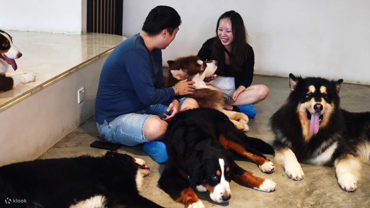 HOME By Tales of Paws