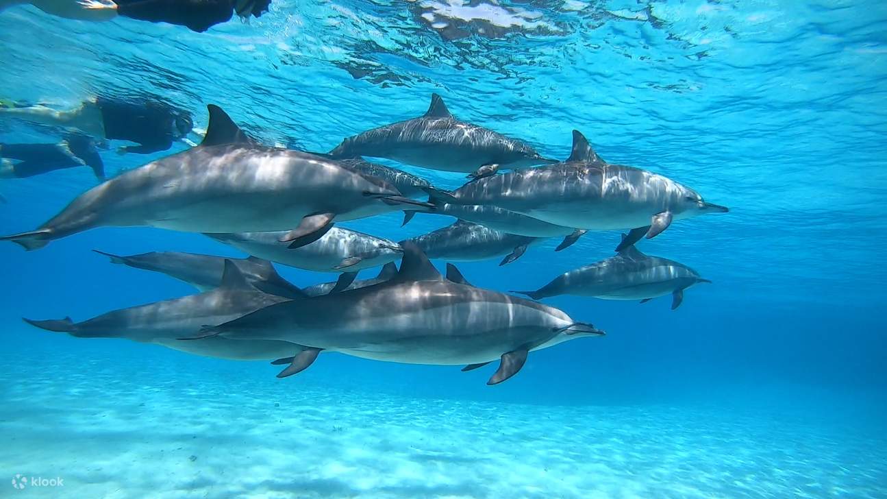 Berenang bersama ikan lumba-lumba yang ceria di Samadai Reef yang menakjubkan