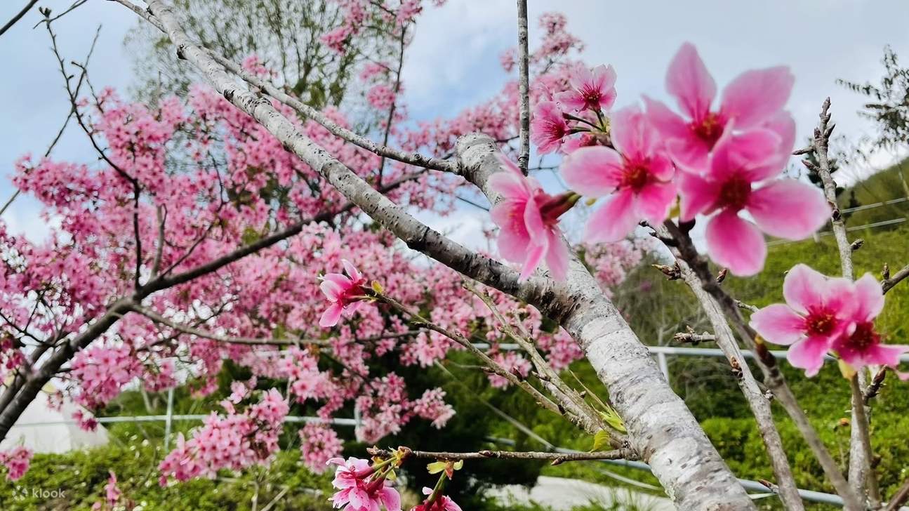 Miaoli: Pengalaman Glamping Keluarga di Kamper Land