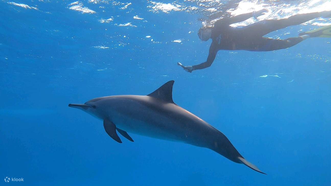 Marsa Alam - Tour đêm nhà cá heo Sataya 