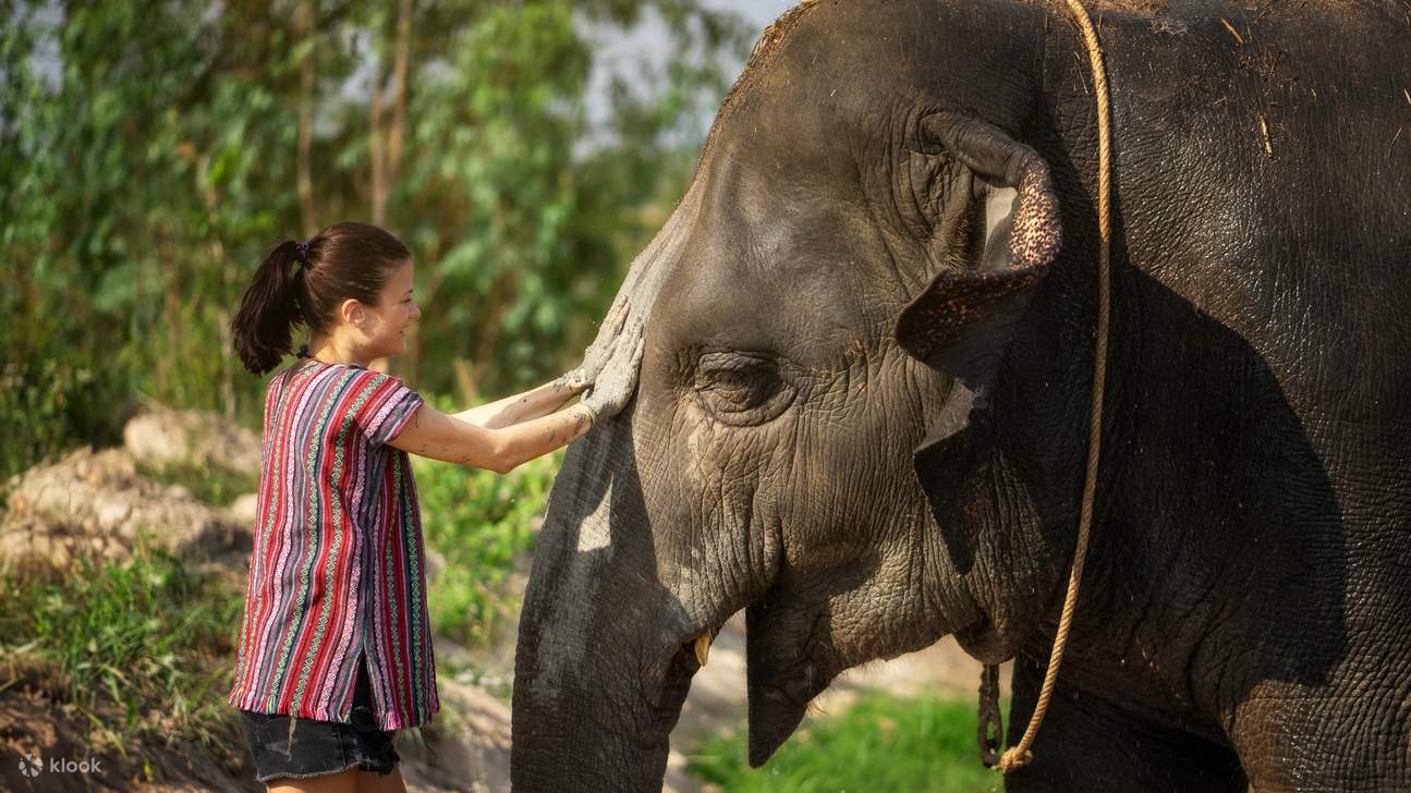 Tham gia hoạt động tắm bùn để nuôi dưỡng làn da của слонов.