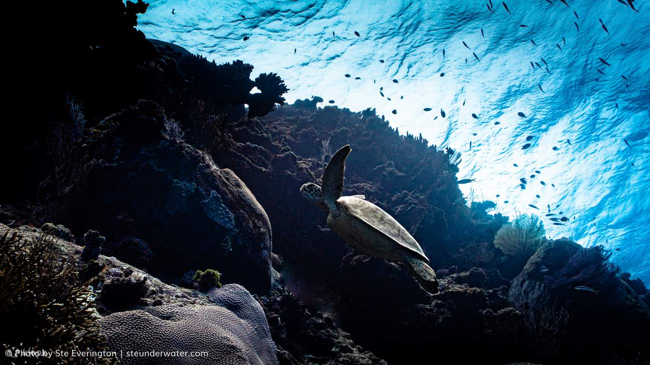 Lặn hai bình bao gồm đến 'The Supermarket'