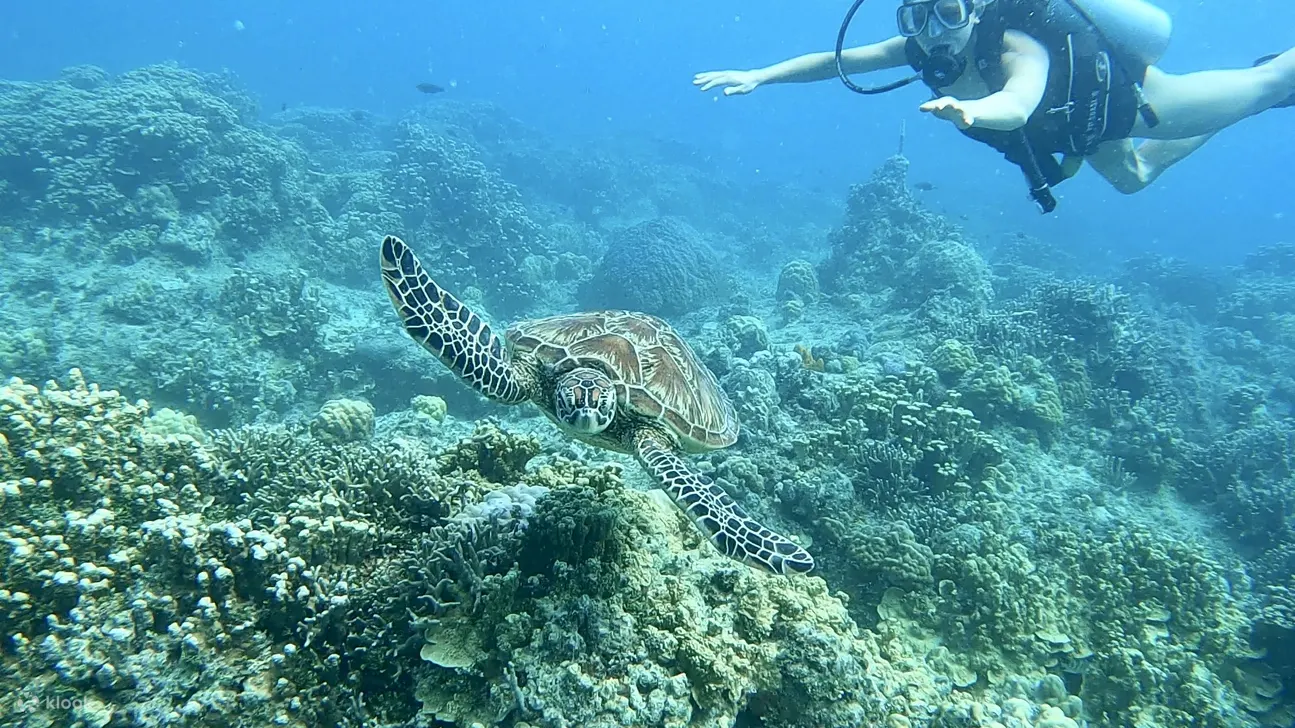 关岛水肺潜水和立式桨板课程
