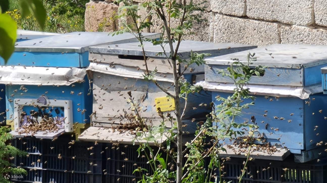 ミツバチの群れが一年中繁栄し続けるための繊細なバランスを探りましょう。