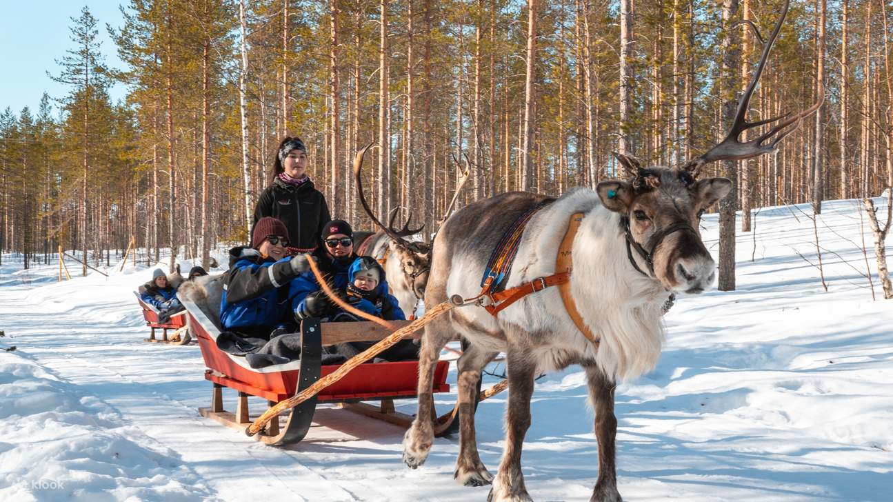 Snowmobile safari, reindeer sleigh ride & farm tour from Rovaniemi ...