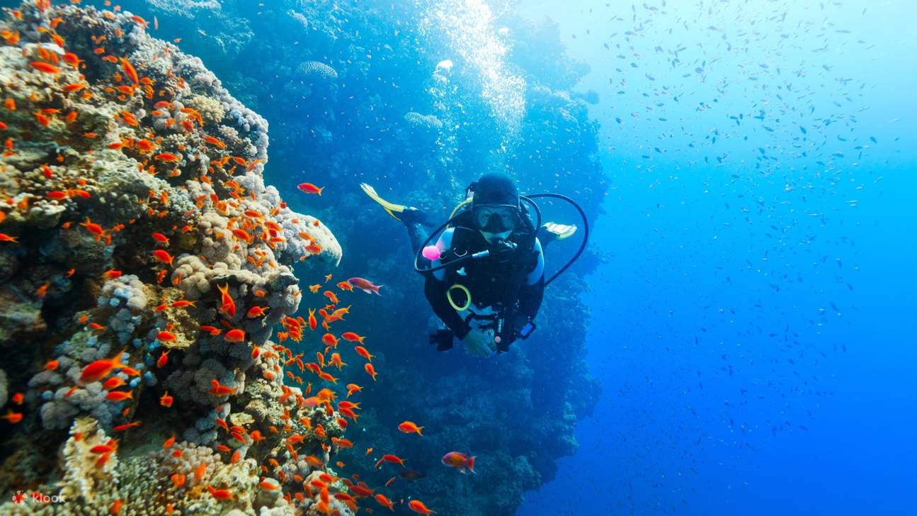 Selami ketenangan laut biru, saksikan keindahan senyap keajaiban tersembunyi lautan