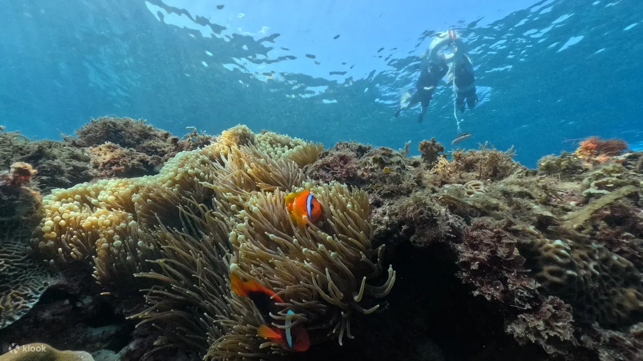 Xiaoliuqiu Snorkeling: Poseidon Ocean Sports Club - Snorkeling Experience