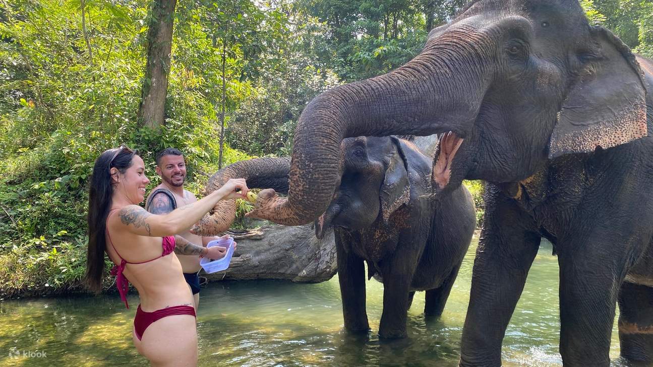 Tour Nửa Ngày Đến Krabi Elephant Care House