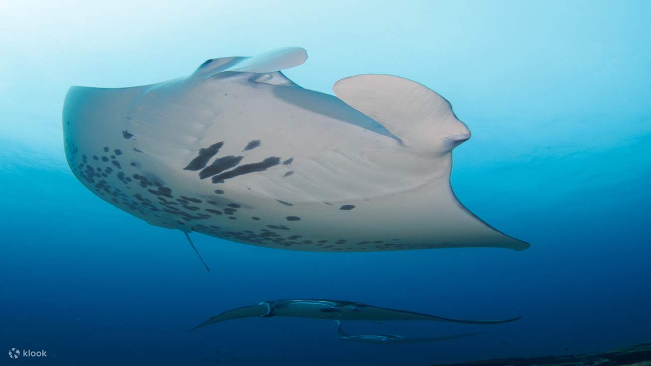 vie marine incroyable