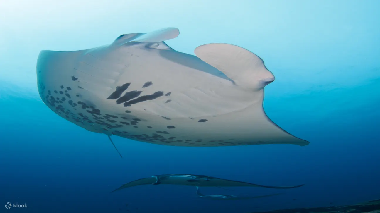 令人惊叹的海洋生物