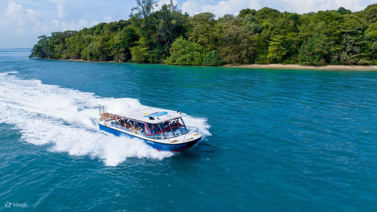 南部信天翁，新加坡