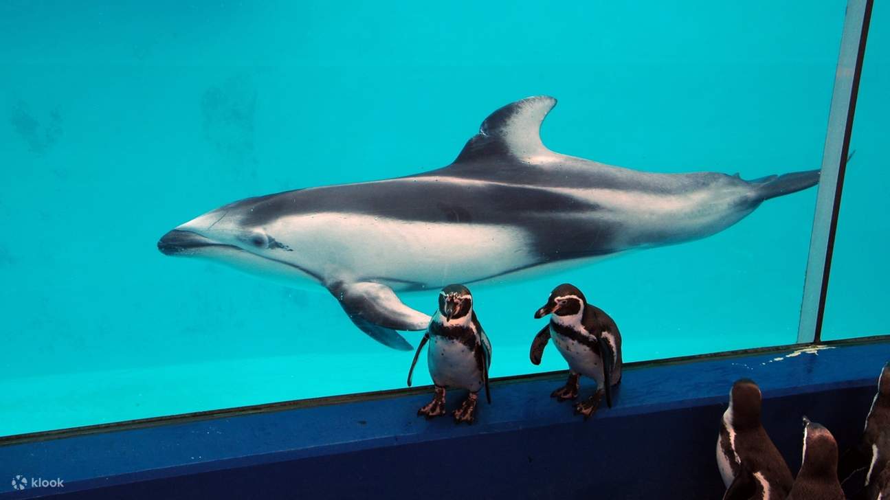 Cá heo và hai con chim cánh cụt trong Thủy cung Shimoda