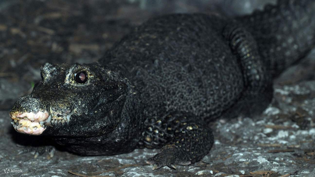 观察侏儒鳄的迷人特征，这是一种体型较小的鳄鱼品种，具有独特的口鼻部