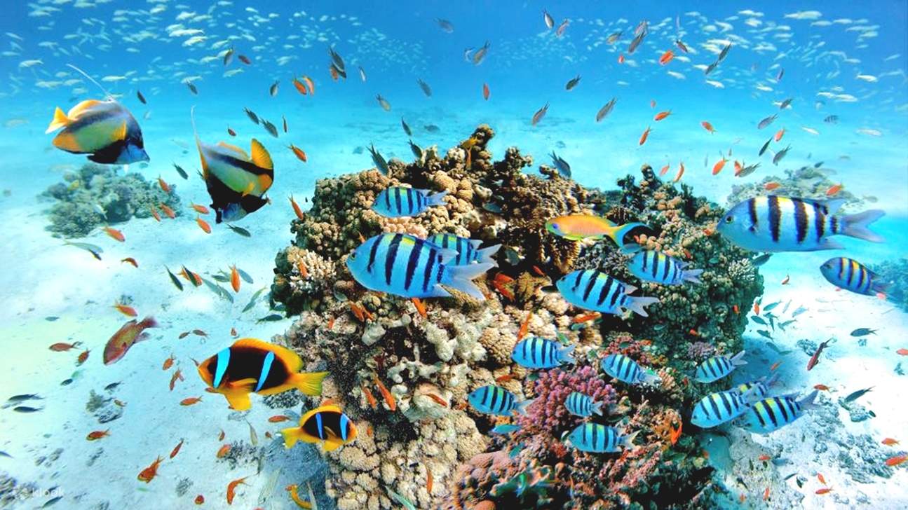 洪加達：入門潛水及浮潛之旅（含午餐）