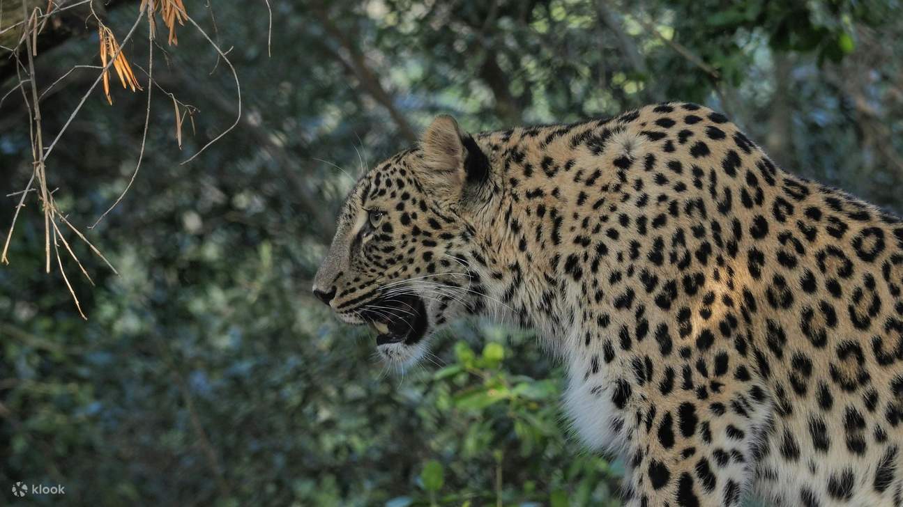 Vé Sở thú Lisbon