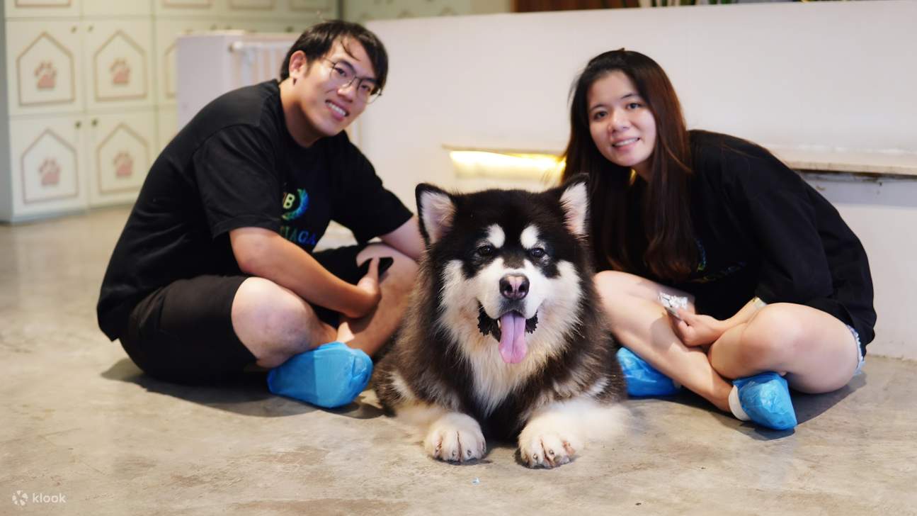 HOME Di Tales of Paws