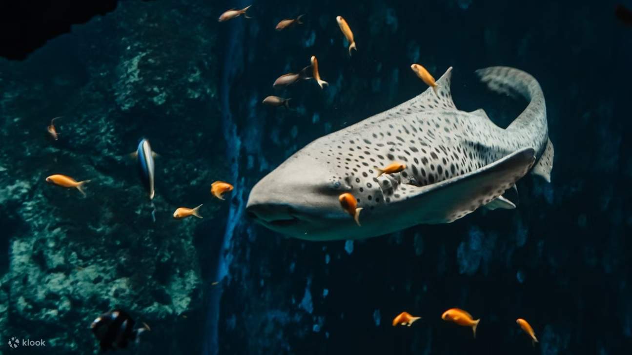 里昂水族馆 (Aquarium of Lyon) 精彩可期，阖家同乐的海底探险正等着您！