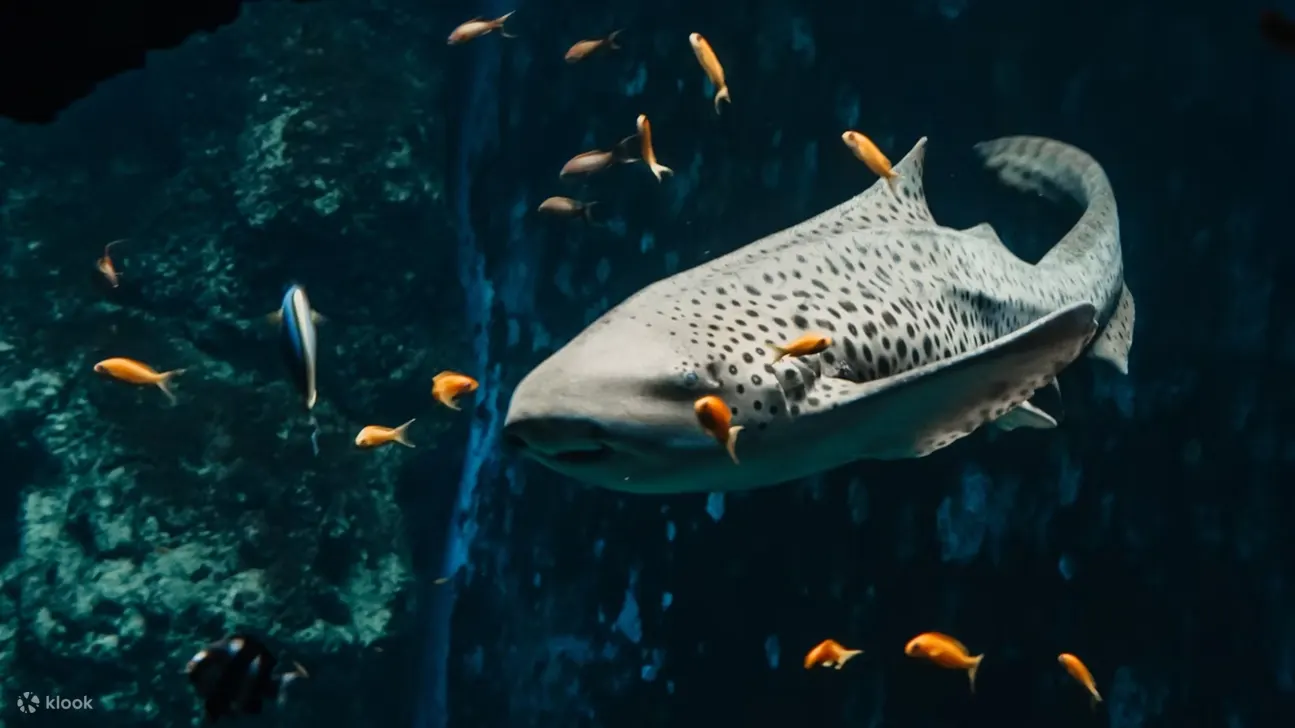 里昂水族馆正等待着一场适合阖家观赏的水下冒险之旅