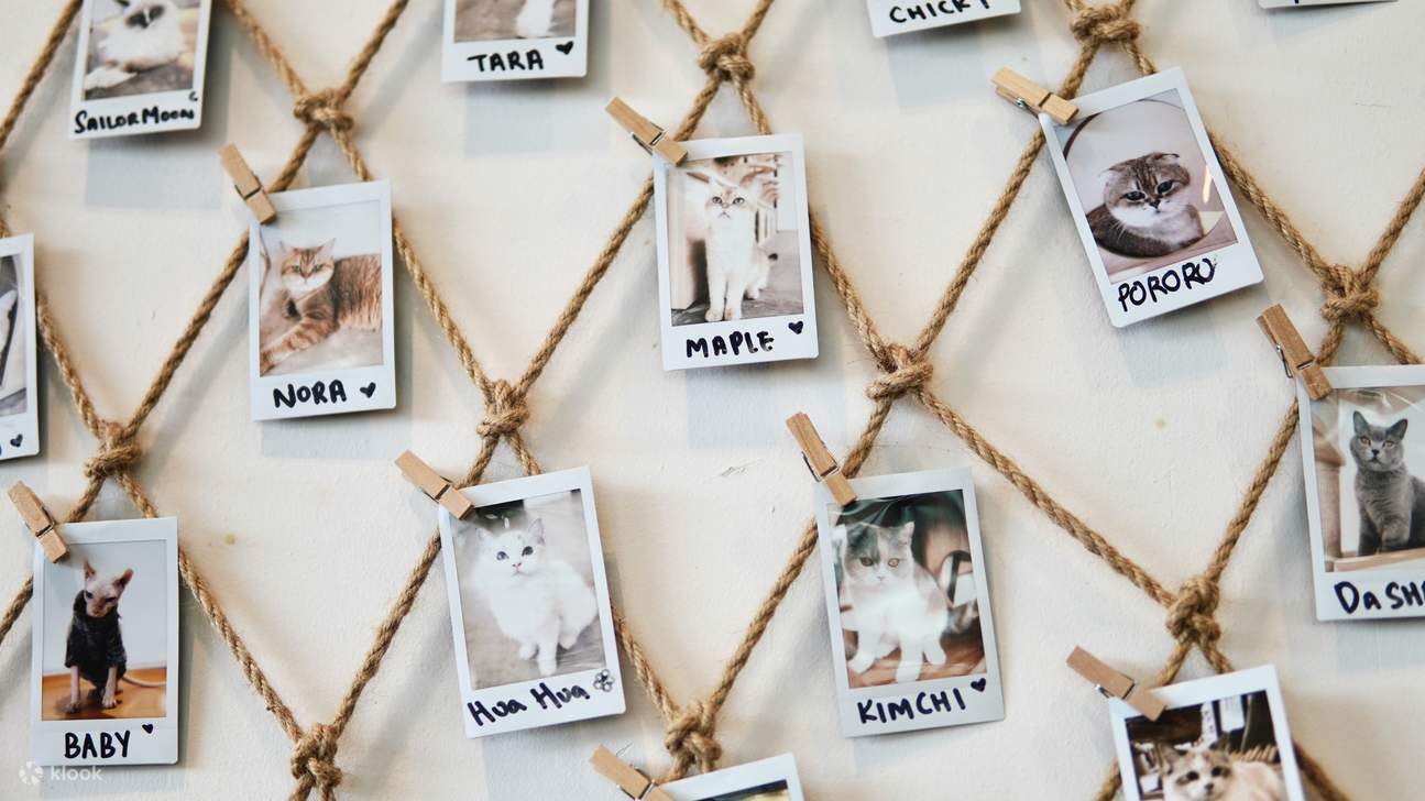 HOME by tales of paws 貓咪咖啡廳