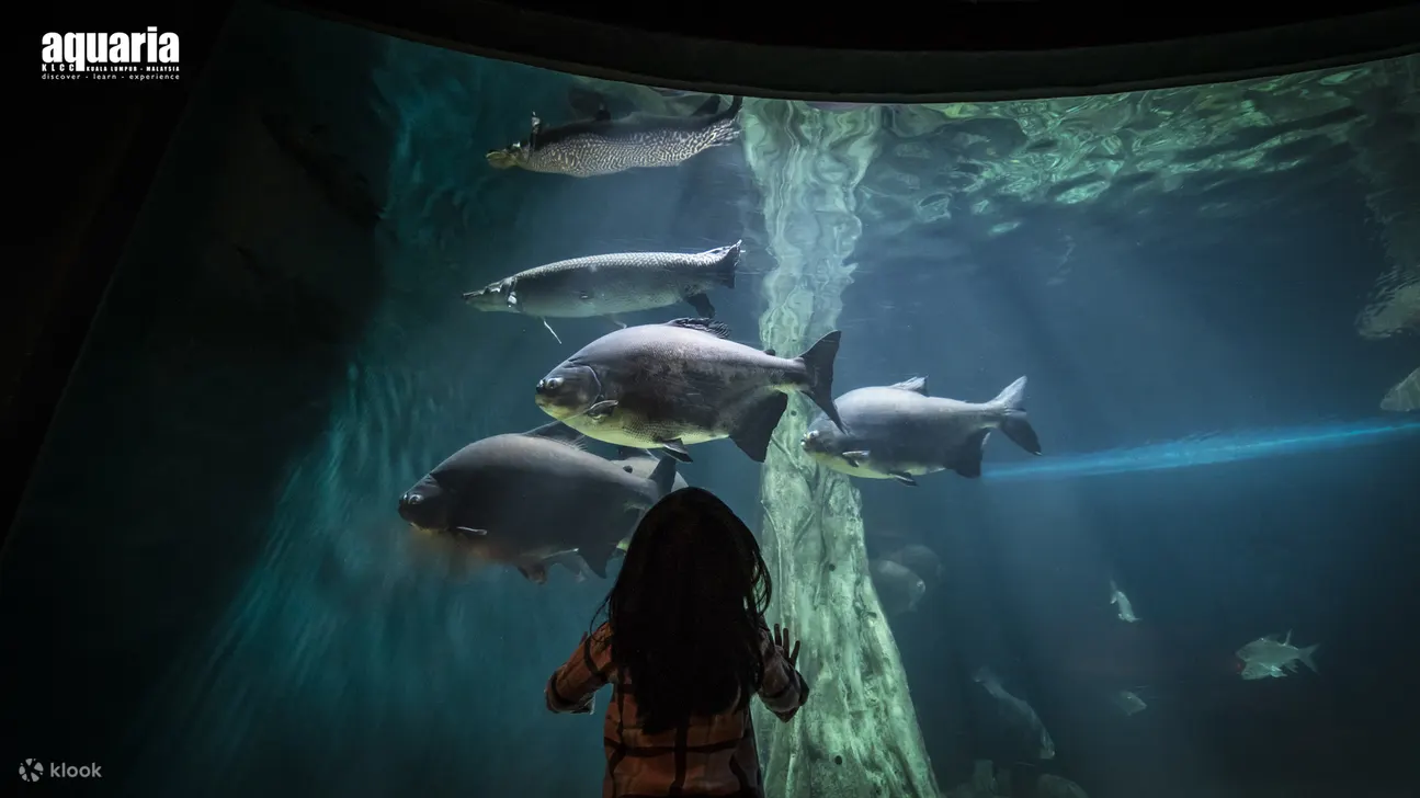 吉隆坡水族馆游客