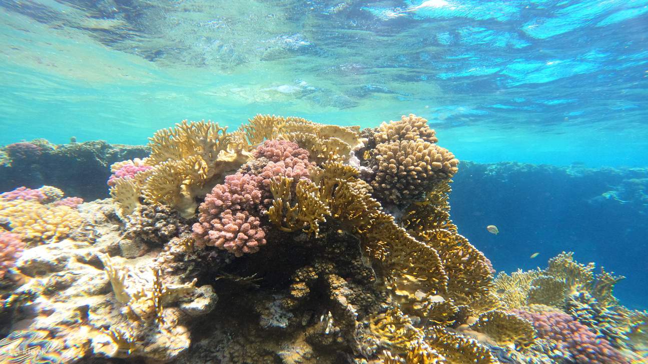 Snorkeling With Dugong Marsa Mubarak boat trip with lunch 