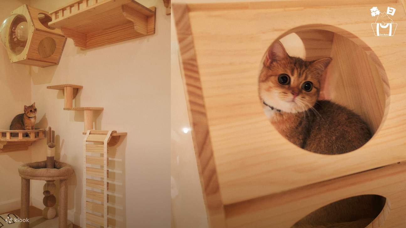 Sen Rit Neko Hotel - Layanan Hotel Kucing | Prince Edward - Klook Indonesia