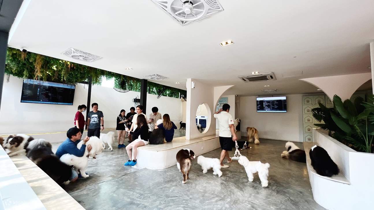 HOME Di Tales of Paws