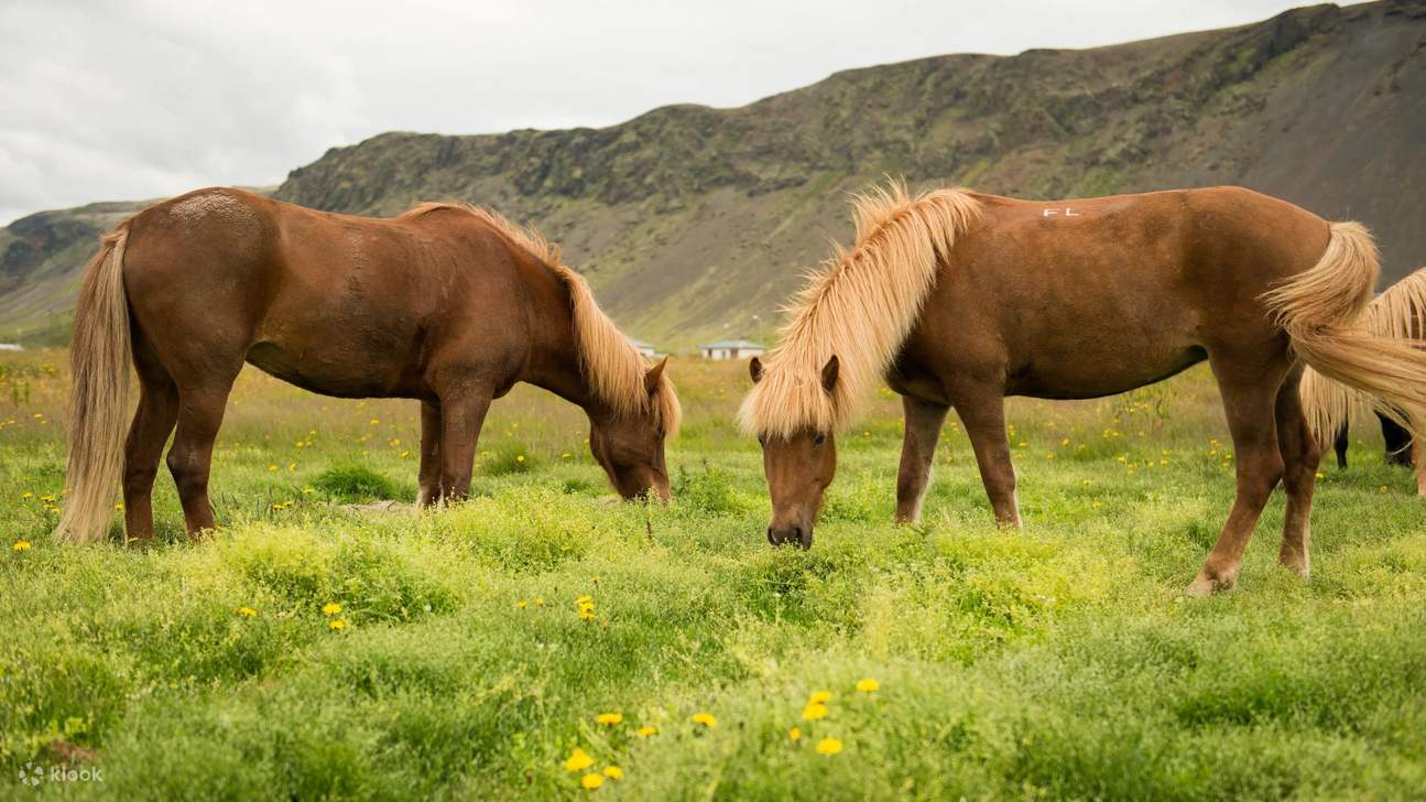 Des chevaux islandais broutant en liberté au pied de falaises volcaniques : là où le calme rencontre la nature sauvage, naturellement et magnifiquement.