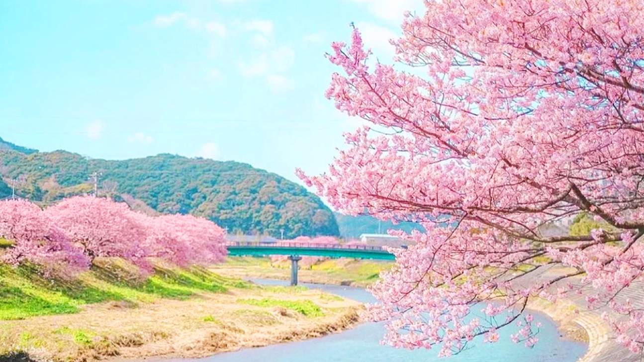 2026 Early Spring Cherry Blossom Limited Edition - Kawazu Cherry