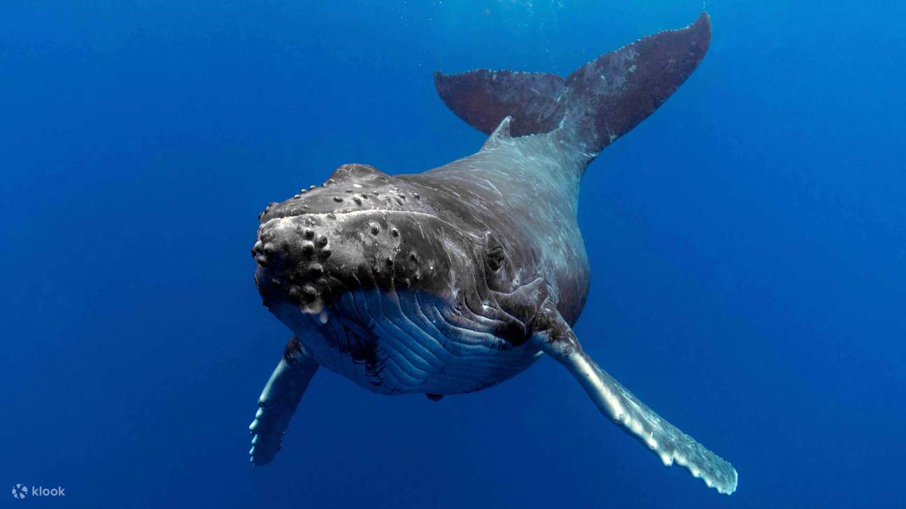 великолепные киты во время захватывающего круиза