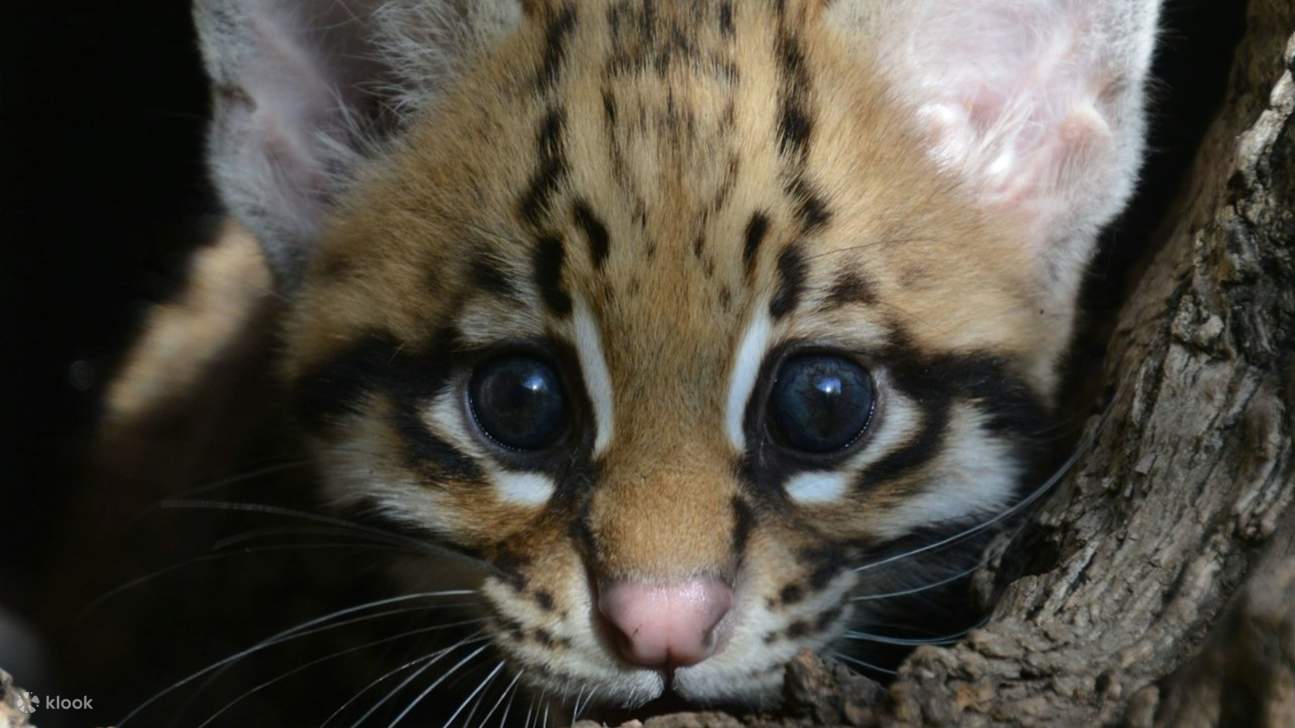 다채로운 동식물이 어우러진 아름다운 공원에서 잊지 못할 추억을 만들어보세요.