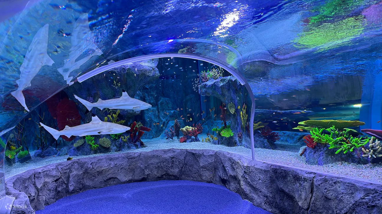 海洋生物