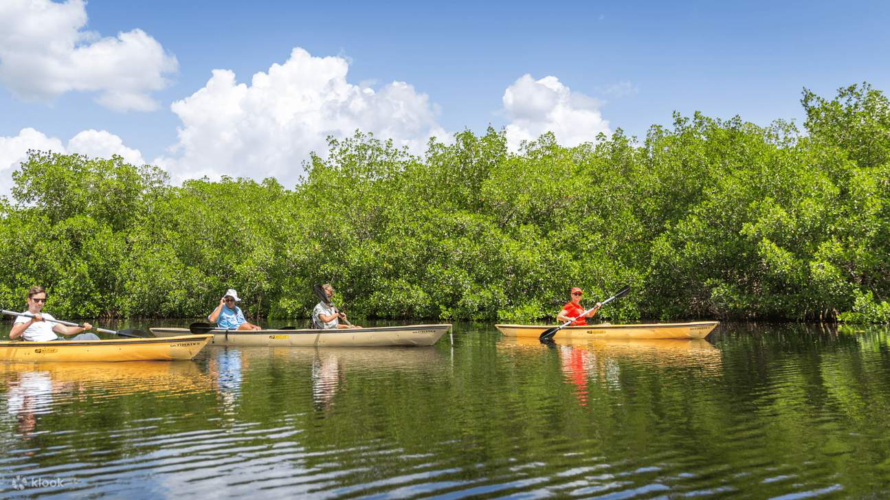Visite guidée en kayak à travers la mangrove de Bornéo