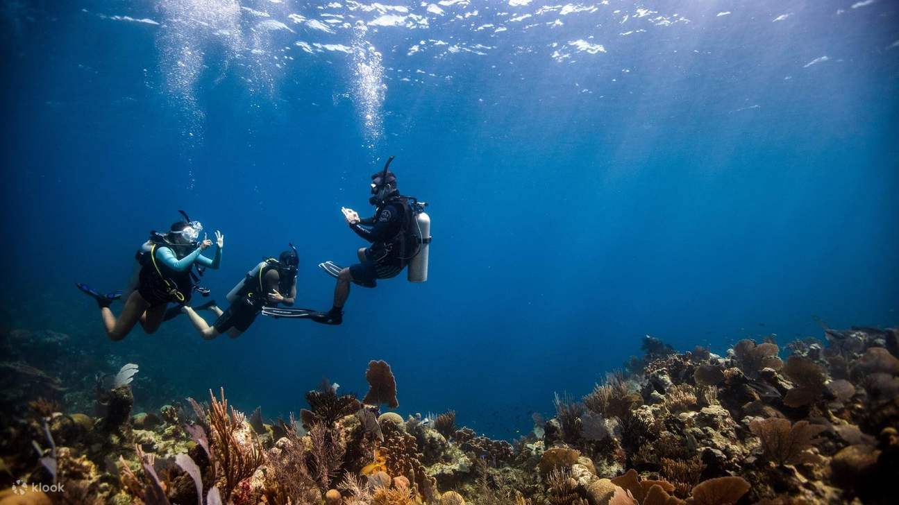 Trải nghiệm cảm giác hồi hộp trong lần lặn đầu tiên của bạn với PADI Discover Scuba Diving ở Port Douglas.