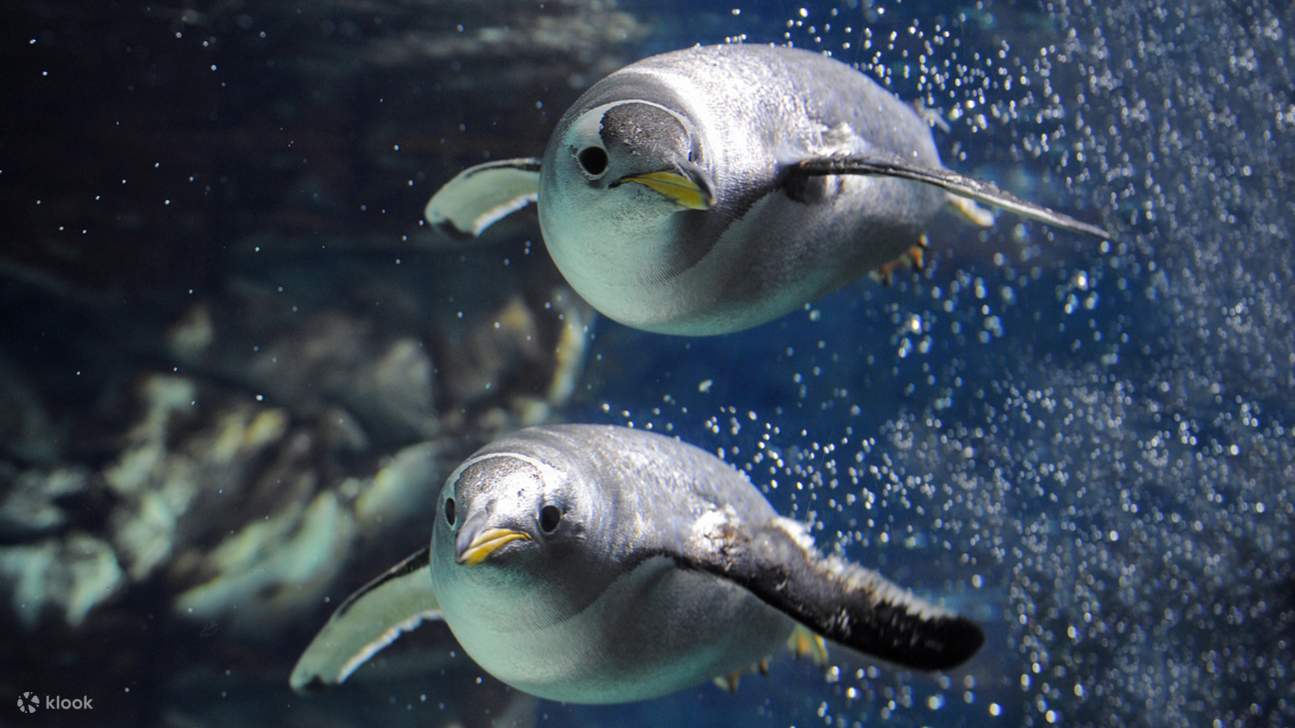 활기찬 수중 생태계를 탐험하고 해양 생물과 가까이서 만나보세요