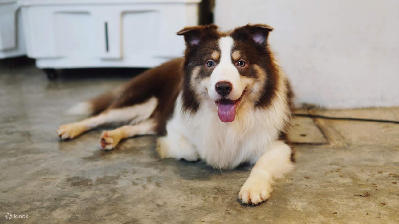 HOME Di Tales of Paws