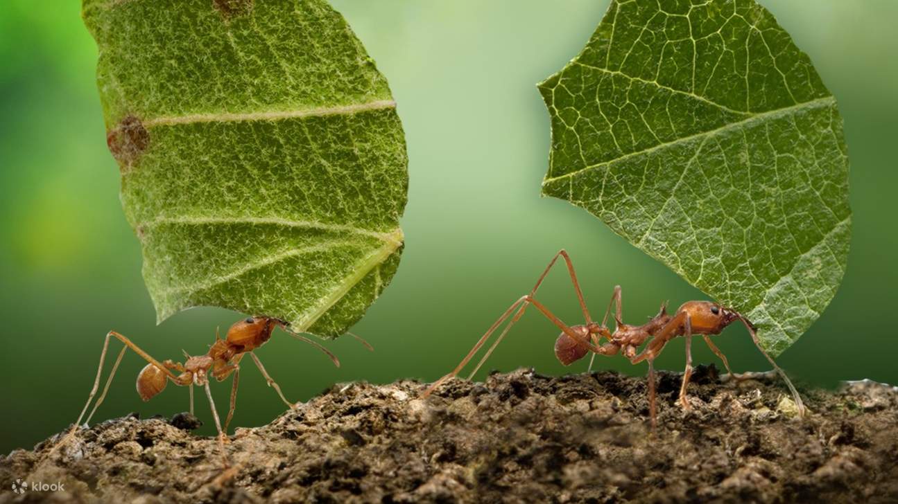 Biglietto per l'Acquario di Livorno