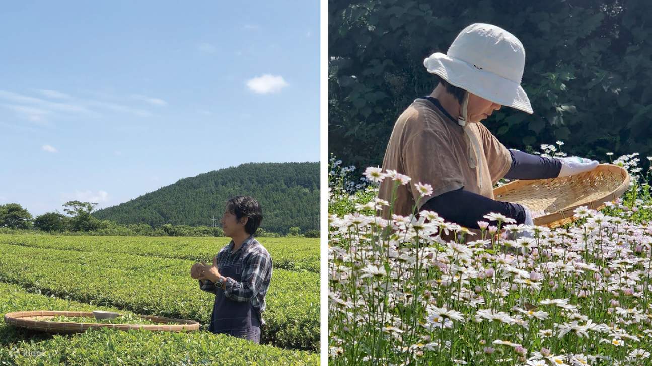 Petani yang menanam teh di ladang teh ekologi Cha-am Sup dan ladang bunga Ara