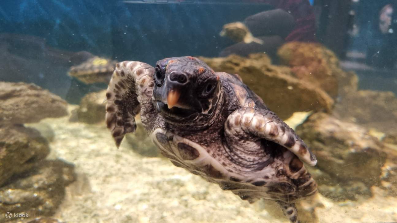 Билет в Центр изучения дельфинов в Банбери