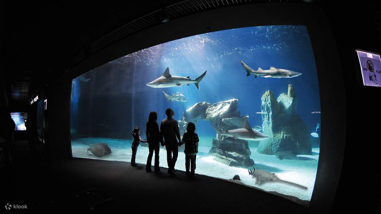 ヨーロッパ最大級の水族館で海の驚異の世界に飛び込みましょう