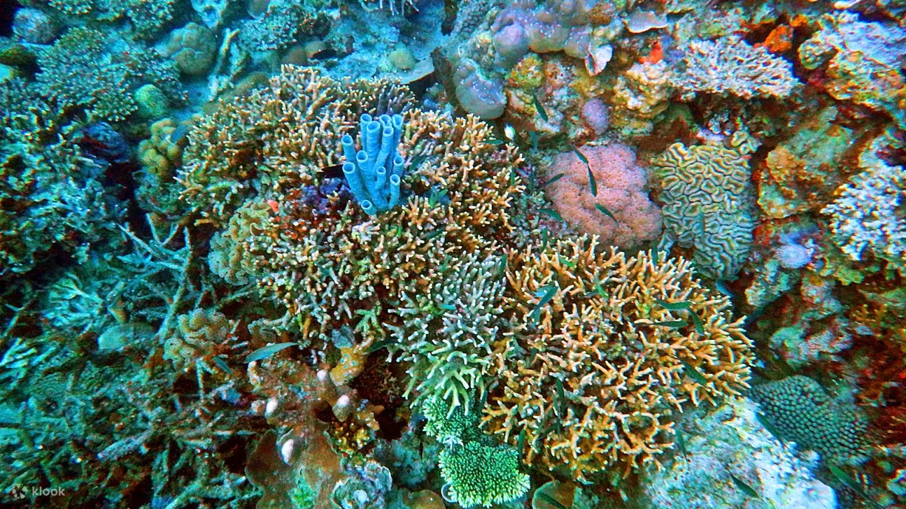 Proceed to Coral Garden, a rich underwater ecosystem showcasing vibrant corals and diverse marine life. This site is ideal for snorkeling and underwater photography.