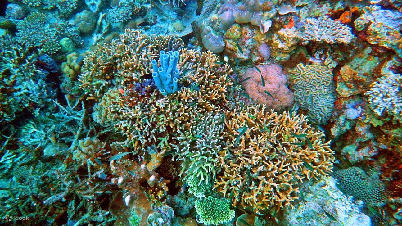Procedi verso Coral Garden, un ricco ecosistema sottomarino che mette in mostra coralli vivaci e una variegata vita marina. Questo sito è ideale per lo snorkeling e la fotografia subacquea.