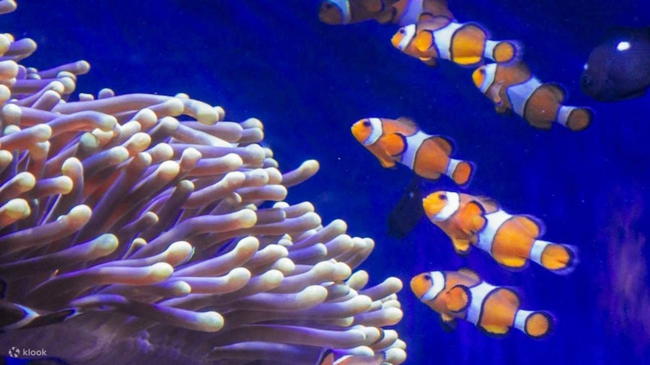 Peces payaso multicolores nadan entre vibrantes anémonas, creando una escena submarina animada y llena de vida.